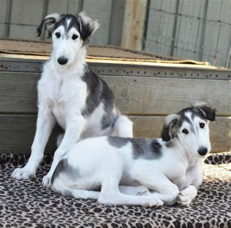 Borzoi Dog Info, Mixes, Temperament, Training, Puppies, Pictures