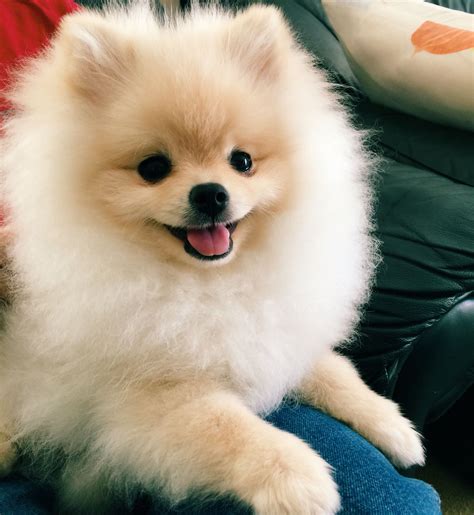 Super happy pomeranian puppy! | Pomeranian dog, Pomeranian puppy, Cute dogs