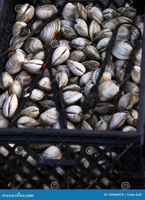 Oysters in a Crate in Wellfleet MA on Cape Cod Stock Photo - Image of oysters, fresh: 139968478