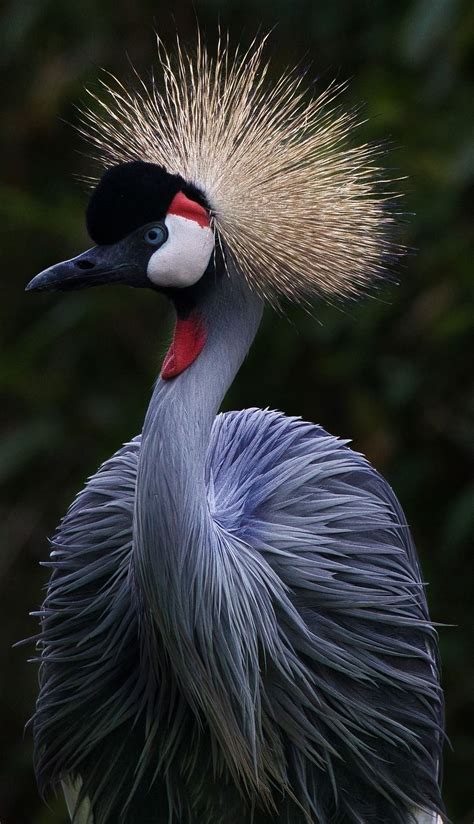 Amazing facts about a crowned crane in 2020 | Animals amazing, Wild animals photos, Most ...