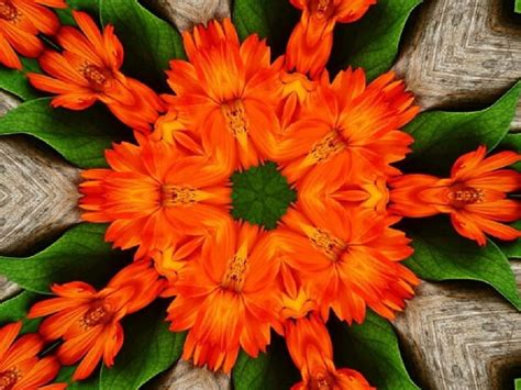 ORANGE FIVE SIDED DAISY, DAISY, CREATION, ORANGE, ABSTRACT, HD wallpaper | Peakpx