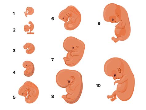 Flexi answers - What does embryo look like? | CK-12 Foundation