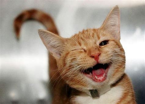 Create meme "cat funny, happy cat, smiling cat" - Pictures - Meme ...