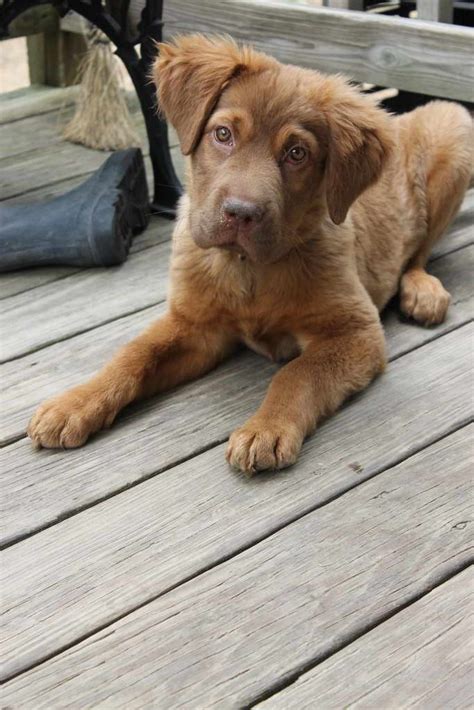 Discover the Perfect Products for Your Golden Retriever Brown Lab Mix: Top 10 Reviews and Buying ...