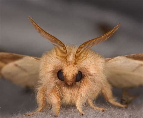 Closeup of the face of a moth. Extreme closeup of the face of a small ...