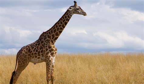 Masai Giraffe - Facts, Diet & Habitat Information