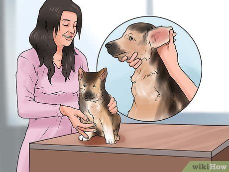 3 Ways to Train a German Shepherd - wikiHow