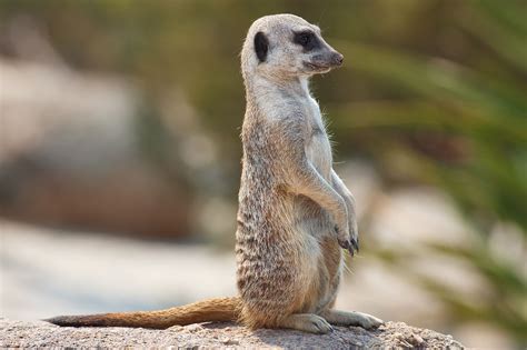 Meerkat | The Parody Wiki | Fandom powered by Wikia