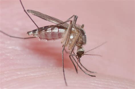 Biting Mosquito - BugGuide.Net