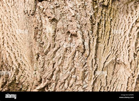 bark of old walnut tree Stock Photo - Alamy