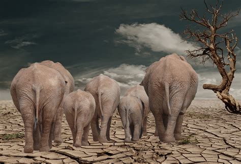 Elephants Dried Earth Death Valley Free Stock Photo - Public Domain Pictures