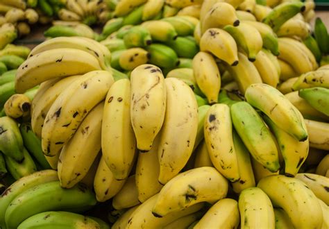 File:Cavendish banana from Maracaibo.jpg - Wikimedia Commons