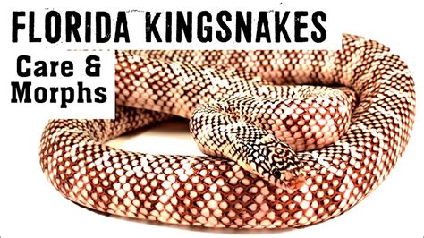 FLORIDA KINGSNAKES! Care & Morphs! - YouTube