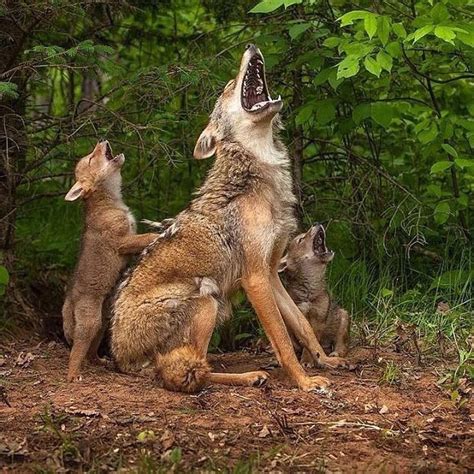 Pin by Tracy Humphries on animals | Coyote pup, Cute animal pictures, Cute animals