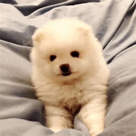 Puppy Pomeranian Gif By Jess Find Share On Giphy | My XXX Hot Girl