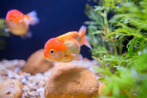 The Truth About Feeding Baby Goldfish - Crazy About Fish