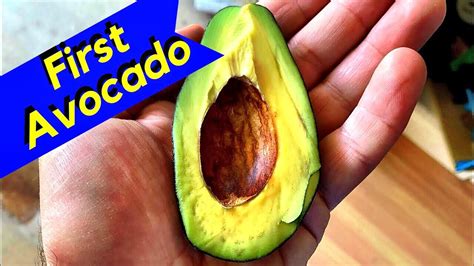 Growing Avocado (Mexicola) - YouTube