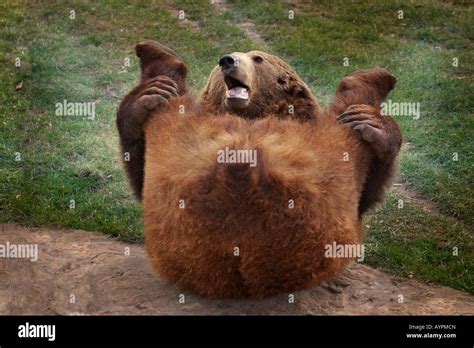 Funny Brown Bear Pictures - Krysfill Myyearin