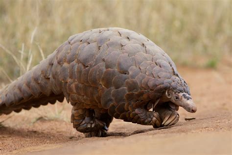 Precious Pangolins | EarthTalk.org