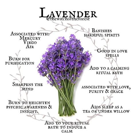 Lavender for Magic Spells | Magic herbs, Herbs, Magickal herbs