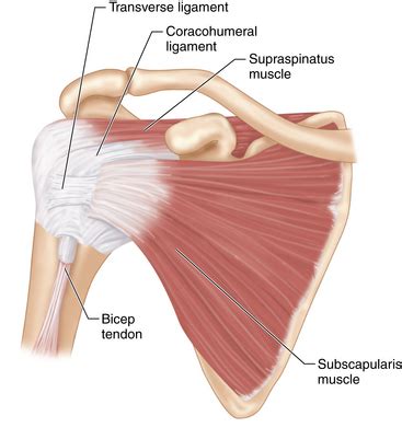 Rotator Cuff Interval Anatomy