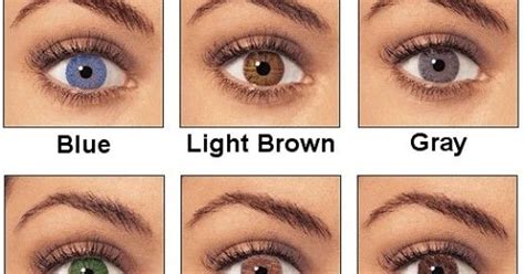 hazel eye color chart discount shop save 66 jlcatjgobmx - 8 best eye color chart genetics images ...