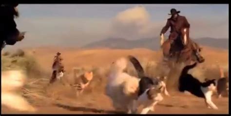 Herding Cats Gif Cowboys - Cats Family