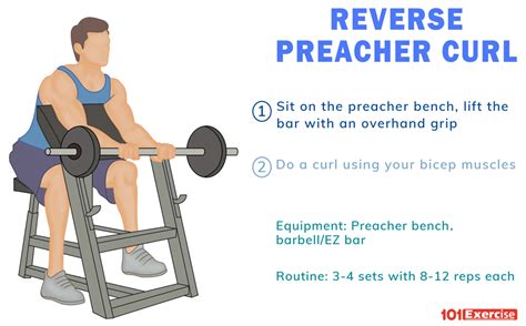 Reverse Preacher Curl | 101Exercise.com