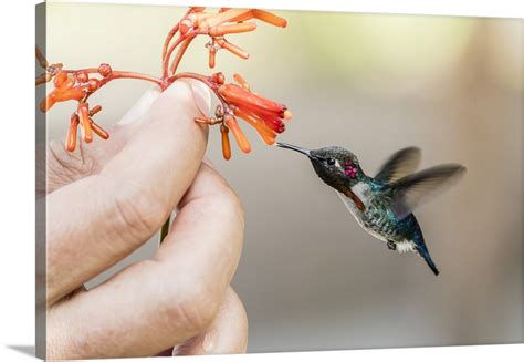 A wild adult male bee hummingbird, attracted to hand-held flower Wall ...