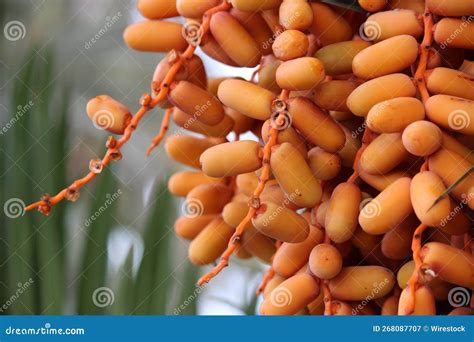 Closeup of Seeds of Date Palm Stock Image - Image of dessert, harvest: 268087707