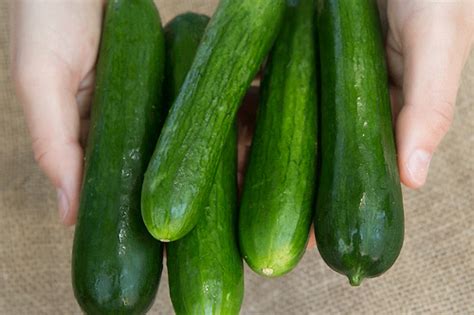 8 Best Parthenocarpic Cucumber Varieties to Grow in 2021 – Bountiful ...