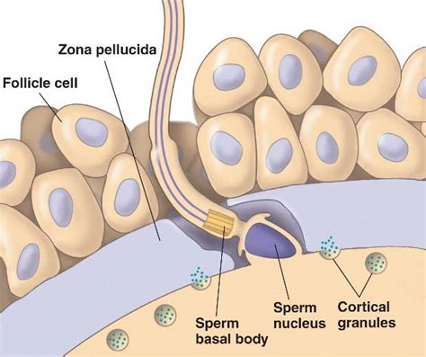 fertilization.html 47_06MammalEarlyFertEvent.jpg