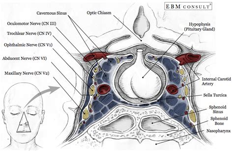 Cavernous Sinus Anatomy