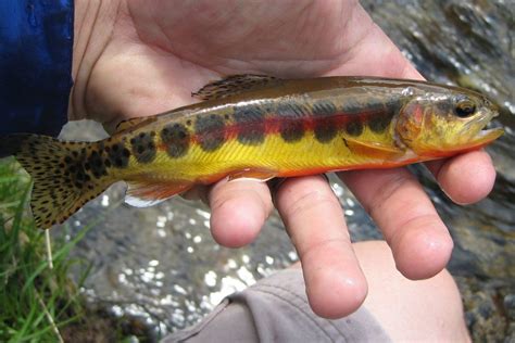 Lake Ohrid Threatened by Pollution and Illegal Fish-Farming • IIA