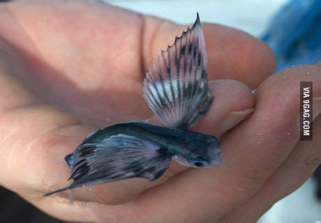 This is a baby Flying Fish | Fish, Cute baby animals, Animals beautiful