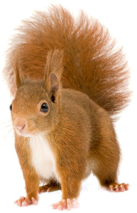 Squirrel png image with transparent background – Artofit