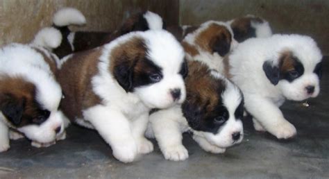 St. Bernard Puppies For Sale | Saint Pete Beach, FL #154016