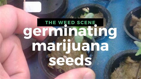 Seed Germination Fast Process - Marijuana Seed Germination Methods - TheWeedScene.com - YouTube