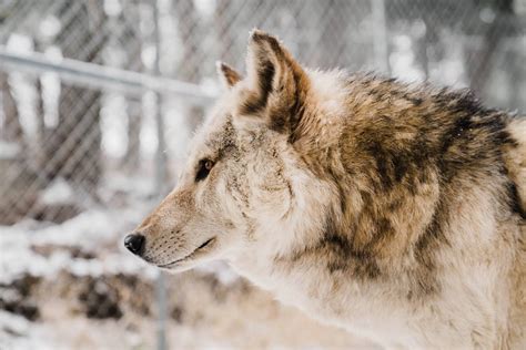 Colorado Wolf Sanctuary Closing Down