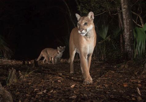 Nature Photographer Shares the Wonders of Florida's Wildlife