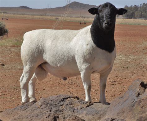Guide to sheep breeds – Artofit