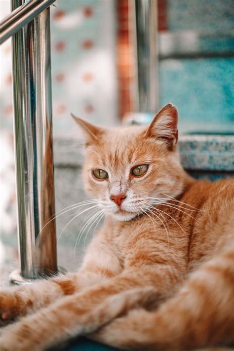 Orange Tabby Cat on Stairs · Free Stock Photo