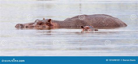 Hippopotamus in Water with Baby Stock Image - Image of head, park: 101698181