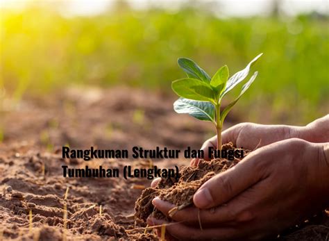 Rangkuman Struktur Dan Fungsi Tumbuhan (Lengkap)