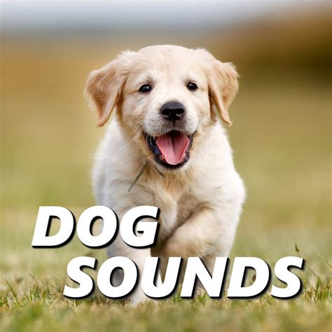 Dog Sounds on Spotify
