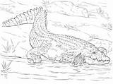 Free Printable coloring Page Of A Nile Crocodile For Adults  sketch template