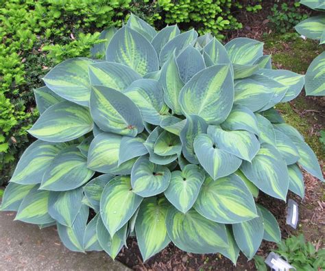 Hosta-June | Shade garden, Shade perennials, Hosta june