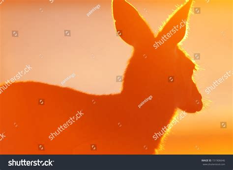 Rare Sight Eastern Grey Kangaroo On Stock Photo 151906646 | Shutterstock