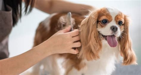 Pro Pet Grooming Tips | BeChewy