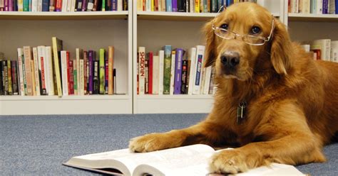 Des chiens apprennent à lire et à écrire dans un centre de recherche au Japon